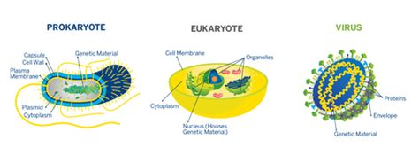 how are viruses similar to organisms quizlet